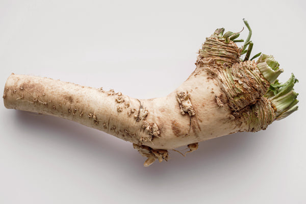 Horseradish root with green top on a white background